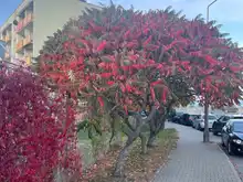 Nazywają go „zemstą sąsiada” – sumak octowiec (Rhus typhina)
